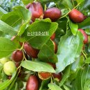 논산대추상회