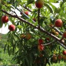 승래농장 이미지