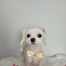 로이애견 이미지