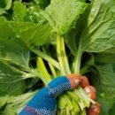 황소와농부 이미지