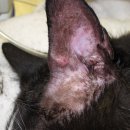 신도림S동물의료센터 이미지