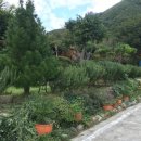 로즈마리팬션 이미지