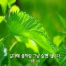 ♣ 길가에 풀처럼 그냥 살면 됩니다 🌱☘️ 이미지