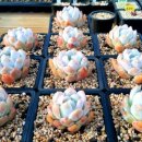 먼로농장 이미지