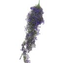 보라조경
