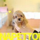 파주켄넬 이미지