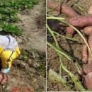 학전농장 이미지