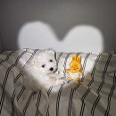 복슬강아지 | 비숑 프리제 강아지 품종 말티즈 비슷해 보이는 이유 차이점 정리