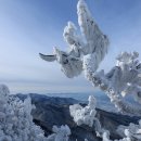 37-15 무주-북덕유산(1614m) 눈꽃산행 이미지