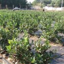 한태농장 이미지