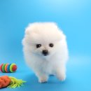 동물에 반하다 동물병원 | 논산강아지 포메라이언 분양, 대전 동양 애견에서 만난 특별한 인연