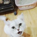 땡구야놀자 이미지