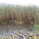 성주소류지 이미지