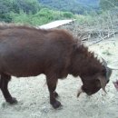 고성염소농장 이미지