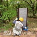 해안동 왕벚나무 이미지