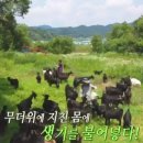 서당골흑염소 이미지