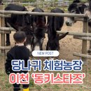 동키닭 | [이천 당나귀 체험 농장: 동키 스타즈] 5세 아이와 주말 가족 나들이, 새로 생긴 토끼 체험존 후기!