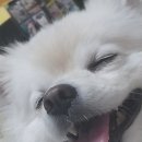 더엘동물의료센터 이미지