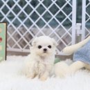 스마트독 이미지