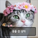 천사캣 이미지