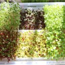 새싹의 아침 이미지