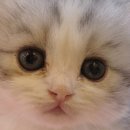 김해 강아지분양 고양이분양 똥강아지 이미지