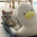 다이소 강아지 고양이 방석 추천 다이소 오리방석 후기 ( 가격, 판매 장소 )
