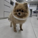 송파동물의료센터 이미지