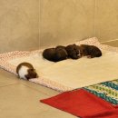 포우 파라다이스 이미지