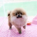 내품안의 반려견 김포점 이미지