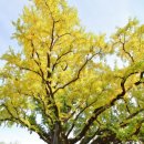 방학동 은행나무 이미지