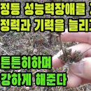 속단(조소)―보양과 보신에 좋고, 뼈의 재생을 촉진해 골절과 골다공증을 치료하며, 허리와 무릎관절이 시리고 다리에 힘이 없는 증상에 탁 이미지