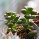 통통이네 이미지