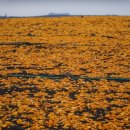 주홍목장 이미지