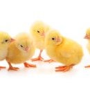 수정농장2 이미지