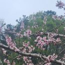 복사꽃농원 - 원주시 평장두둑1길 21 | 복사꽃농원