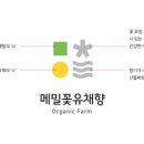 메밀꽃 유채향 네이버블로그