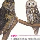 올빼미