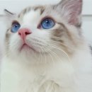 도로시캐터리 이미지