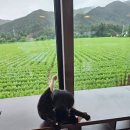 오대산휴식 타운 | ​[평창 여행] 평창반값여행으로 다녀온 뷰맛집 카페 연월일! 무릎냥이와 힐링 타임