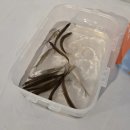 군청구내식당 | 제3회 영양 꽁꽁겨울축제 2탄 | 빙어낚시