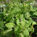 곤드레밥집 이미지