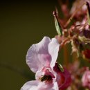 봉숭아손톱 이미지