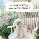 기분좋은점 | 수원 행궁동 애견동반 맛집 Chapchap 필라프 파스타후기