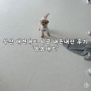 안나애견 | 부산 애견매트 시공후기 내돈내산 ‘봄봄매트’