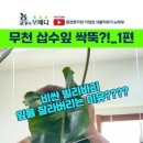흙이보배다식물