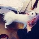 멍뭉이애견샵 이미지