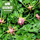 K.C농장 | 남해싱싱농장 시금치/직접키운 보물섬 남해 노지 시금치 보물초 구입 후기