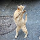 행복한고양이 이미지