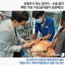 십자의료양행 | 관절주사 맞는 강아지…수술 없이 예방·치료 가능[슬개골이 궁금해]⑤